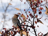 Cedar waxwing in flowering crab tree, in Bozeman, MT. Dec. 2006. Original public domain image from Flickr