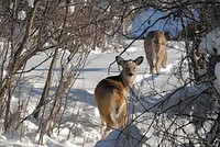 White-tailed deer in winter. January 2008. Original public domain image from <a href="https://www.flickr.com/photos/160831427@N06/39076921631/" target="_blank" rel="noopener noreferrer nofollow">Flickr</a>