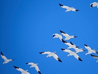 Migrating snow geese March 2014. Original public domain image from Flickr