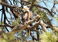 Bald eagle, Big Bear Lake areaPhoto by Robin Eliason/USFS. Original public domain image from Flickr