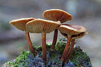 Pholiota is a genus of small to medium-sized, fleshy mushrooms in the family Strophariaceae. They are saprobes that typically live on wood. The genus has a widespread distribution, especially in temperate regions, and contains about 150 species. Original public domain image from Flickr