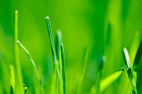 Grass Closeup