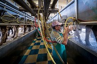 Vaqueria Ceiba Del Mar, in Arecibo, Puerto Rico, is one of the largest dairy producers on the island and was a recipients of the new Dairy Assistance Program due to Hurricane Maria.