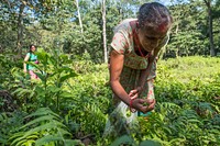 Musahar women collecting ferns, Sauraha, Chitwan District, Nepal, November 2017.