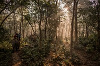 Tourists on elephants, Sauraha, Chitwan District, Nepal, November 2017.