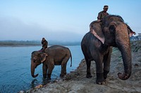 Elephants bathe in river. Sauraha, Chitwan District, Nepal, November 2017.