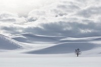 Shades of white in Hayden Valley. Original public domain image from Flickr