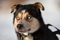 A sled dog team offers rides to Hillberg Ski Area visitors at Joint Base Elmendorf-Richardson, Alaska, Jan. 14, 2018. Original public domain image from Flickr