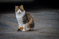 A cat is seen wandering the lot on the Reinford Farms outside of Mifflintown, Pennsylvania, January 24, 2018.<br/><br/>USDA Photo by Preston Keres<br/><br/>. Original public domain image from <a href="https://www.flickr.com/photos/usdagov/39891695581/" target="_blank" rel="noopener noreferrer nofollow">Flickr</a>