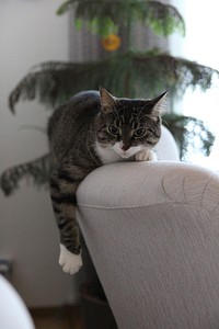 Cute cat lying on the backrest. Original public domain image from Flickr