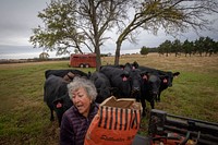 Born in Mexico 81 years ago, Margarita Munoz has made her American dream a reality. Using for 401K back in 1995, she began her investment into ranching purchasing 120 acres near Perkins, Oklahoma, a tractor and plow disc and 20 heifers.Today, she owns 800-plus acres and handles 250 head of cattle on her own as they come running knowing it's feeding time.USDA photo by Preston Keres.