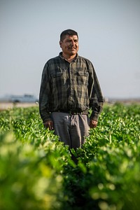 Carlos Gonzalez Torrez is an experienced farmworker, hand picking artichoke, strawberry and Brussels sprouts for companies, but he always wanted to be a farmer on his own; today, with the education and experience from the Agricultural Land Based Training Association (ALBA); who works with the U.S. Department of Agriculture (USDA) Farm Production and Conservation (FPAC) Farm Service Agency (FSA); now he is a 2015 graduate of their Farmer Education Course (PEPA) and is now in his third of five (possible) incubator years where he rents farm land, currently 4.35 acres of ALBA’s 100 acre facility in Salinas, Ca., on Nov. 14, 2018.