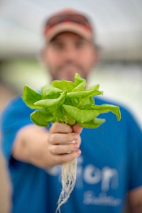 Allen Sirmon shows the hydroculturely-grown butterhead lettuce grown in the Sirmon Farms greenhouse, which regulates the oxygen and nutrients to the plants, grows 20-30 percent faster than in their fields.