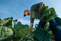 U.S. Department of Agriculture (USDA)  Rural Development’s Mark Stout and his wife Robin join federal employees from multiple agencies to glean collard greens from a field at Miller Farms in Clinton, Md., July 14, 2017. The produce was picked up by Bread for the City, an agency that runs a food pantry serving an average of 8,049 people per month. USDA photo by Preston Keres