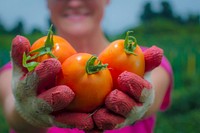 U.S. Department of Agriculture (USDA) Risk Management Agency's Stefanie Pidgeon came to Miller Farms in Clinton, Md., to pick tomatoes and squash July 28, 2017 in support of the the 2017 Feds Feed Families campaign. USDA photo by Preston Keres
