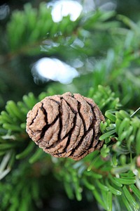 Closeup on pine tree branch. Free public domain CC0 photo.