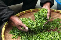 Fresh green herbs. Free public domain CC0 photo.