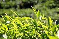 Field of tea plantation. Free public domain CC0 image.
