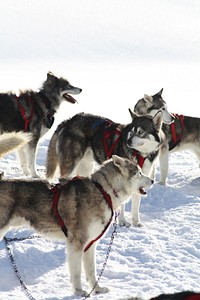 Dog with leash standing in snow. Free public domain CC0 photo.