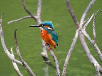 Kingfisher, bird photography. Free public domain CC0 image.