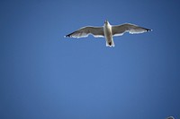 Flying seagull close up. Free public domain CC0 photo.