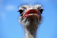 Ostrich. Free public domain CC0 photo.