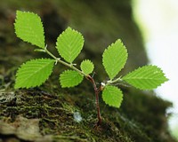 Green leaves. Free public domain CC0 image.