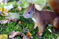 Wild squirrel background. Free public domain CC0 image.