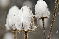 Snowed thistle background. Free public domain CC0 photo.