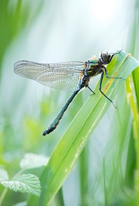 Dragonfly on leaf, insect background. Free public domain CC0 photo.