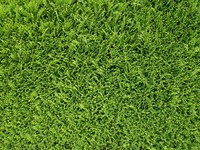 Green grass field background. Free public domain CC0 photo.