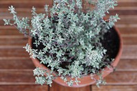 Thyme aerial view. Free public domain CC0 photo.