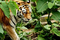 Tiger, wildlife image. Free public domain CC0 photo.