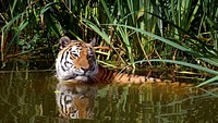 Cute tiger sitting image. Free public domain CC0 photo.