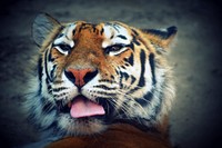 Cute Siberian tiger image. Free public domain CC0 photo.