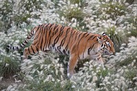 Asian tiger walking in the field image. Free public domain CC0 photo.