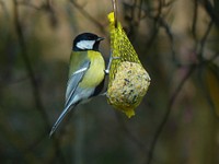 Great Tit bird, animal photography. Free public domain CC0 image.