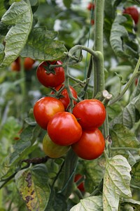 Closeup on cherry tomatoes growing on plant. Free public domain CC0 image.