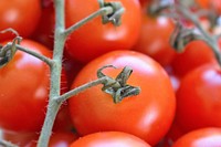 Closeup on tomatoes growing on plant. Free public domain CC0 photo.