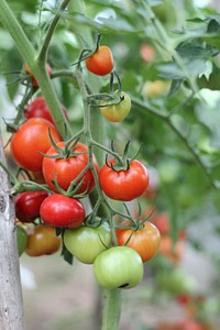 Tomatoes, vegetables. Free public domain CC0 image