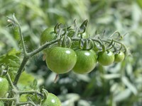 Closeup on green tomatoes growing on plant. Free public domain CC0 image.