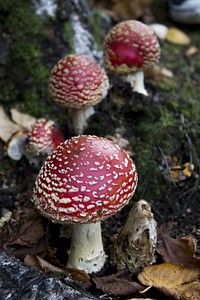 Red mushroom hat, fly agaric toadstool. Free public domain CC0 image.