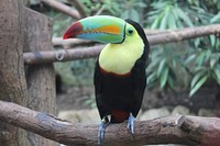 Toucan bird, animal photography. Free public domain CC0 image.