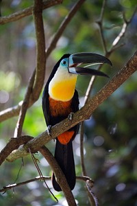 Toucan bird, animal photography. Free public domain CC0 image.