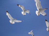 Flying seagulls close up. Free public domain CC0 photo.