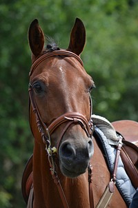 Warmblood horse, animal photography. Free public domain CC0 image.