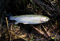 One dead fish close up. Free public domain CC0 photo.