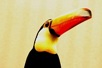 Toucan, animal photography. Free public domain CC0 image.