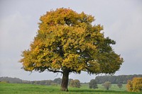 Autumn tree. Free public domain CC0 image.