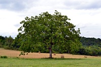 European Horse-Chestnut tree. Free public domain CC0 photo.